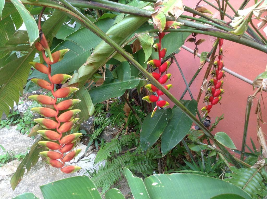 Red Arara Bed & Breakfast Salvador Bagian luar foto